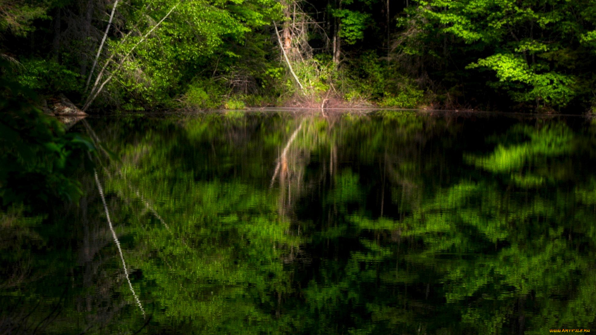 природа, реки, озера, лес, река