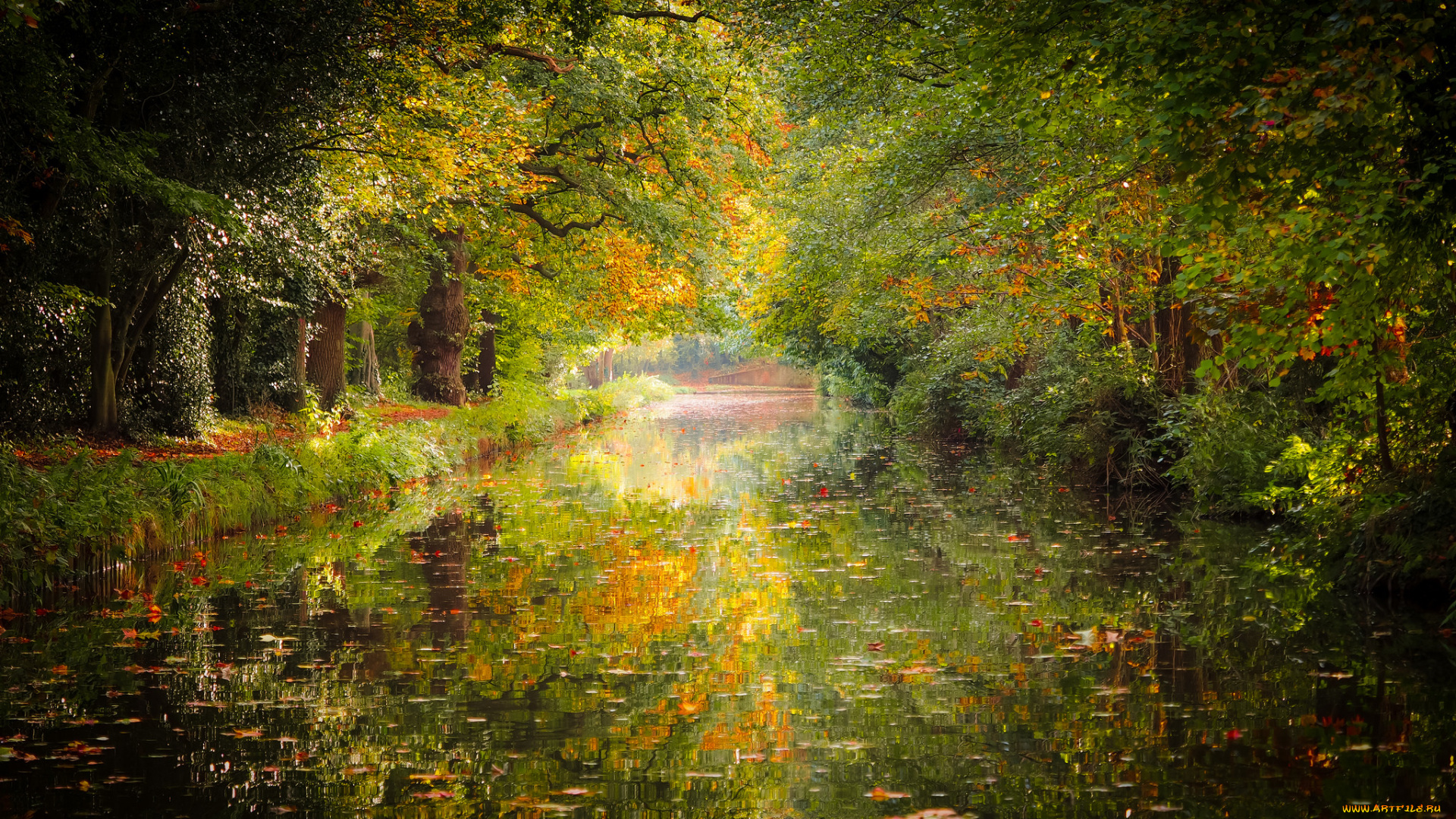 природа, реки, озера, лес, река