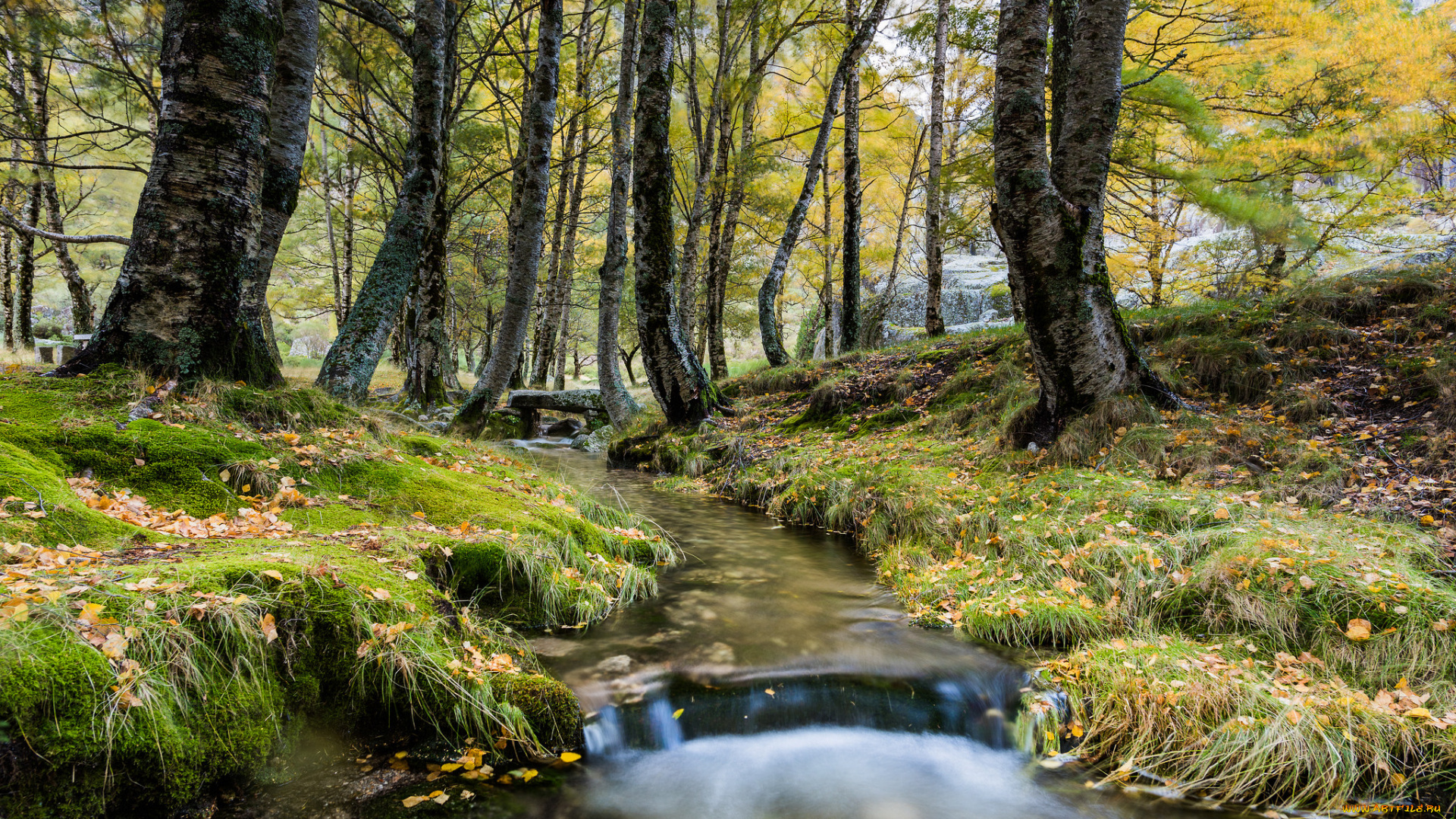 природа, реки, озера, лес, река