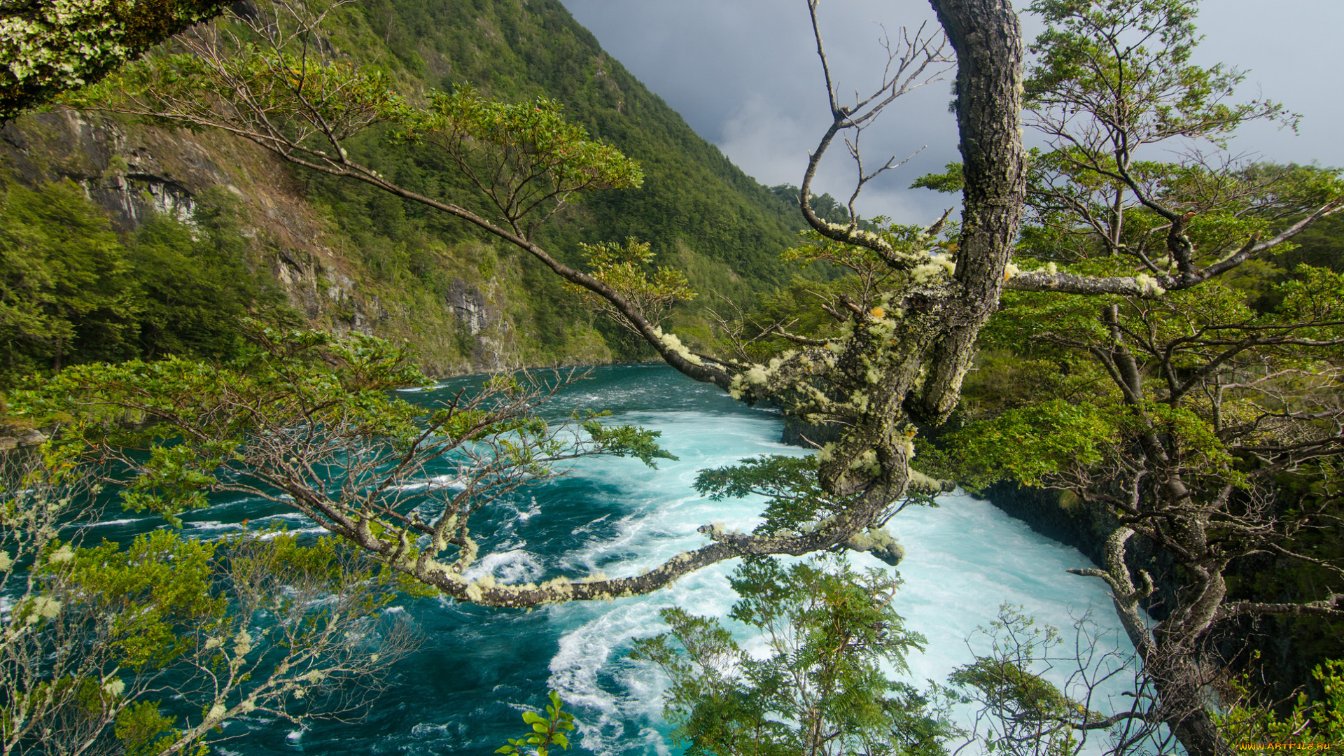 природа, реки, озера, река, лес