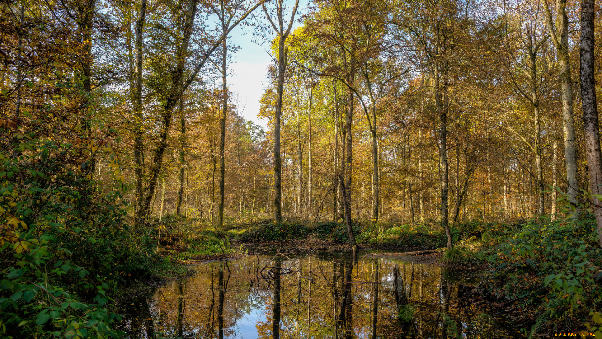 природа, реки, озера, река, лес