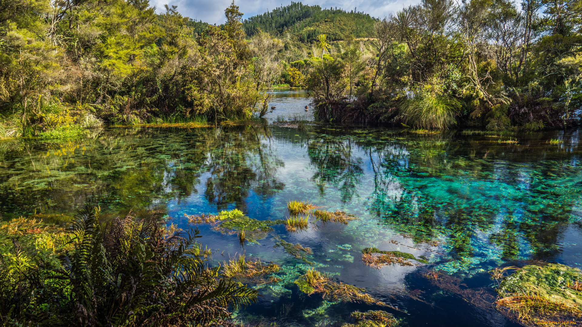 природа, реки, озера, река, лес