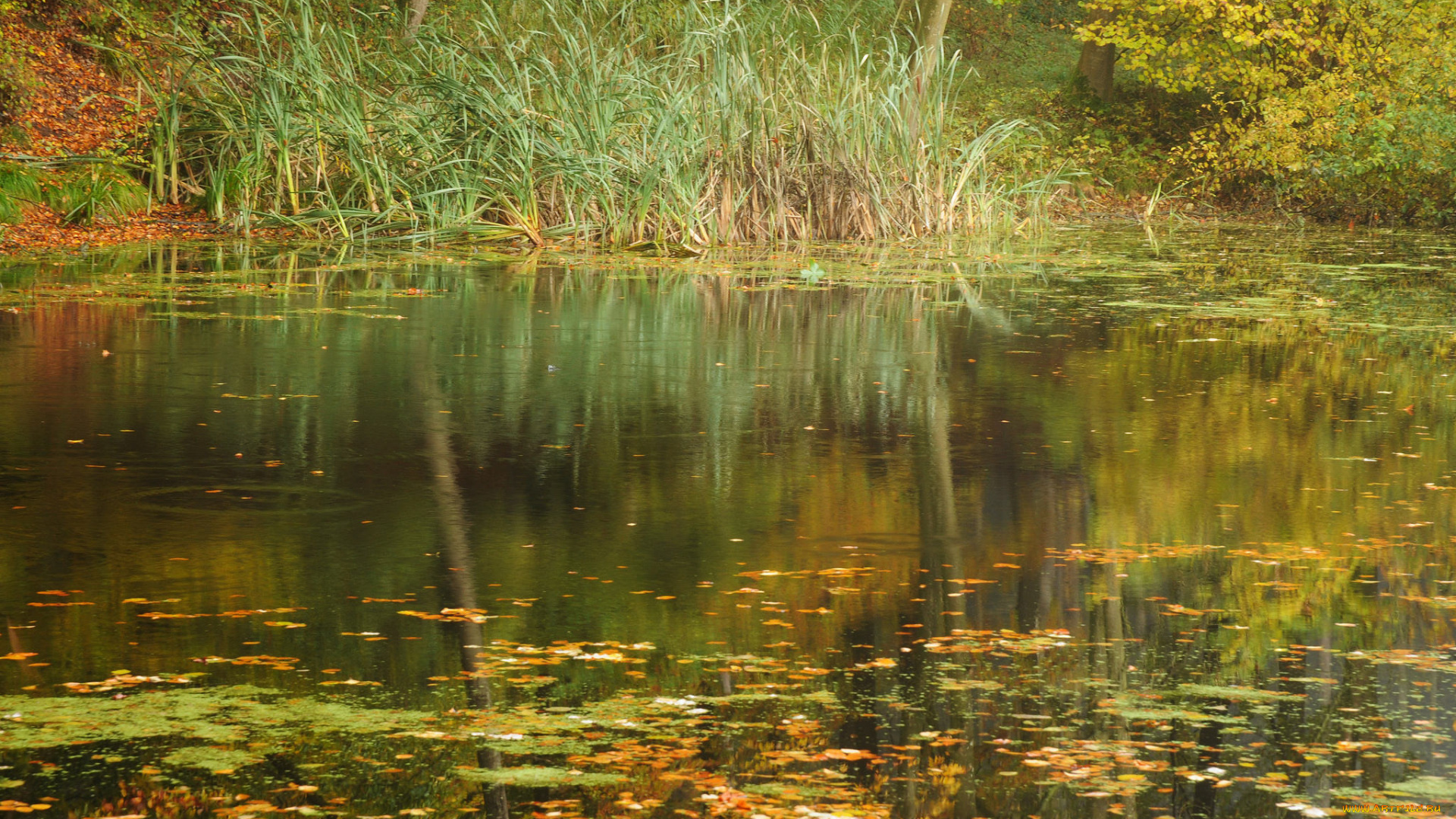 природа, реки, озера, река, лес