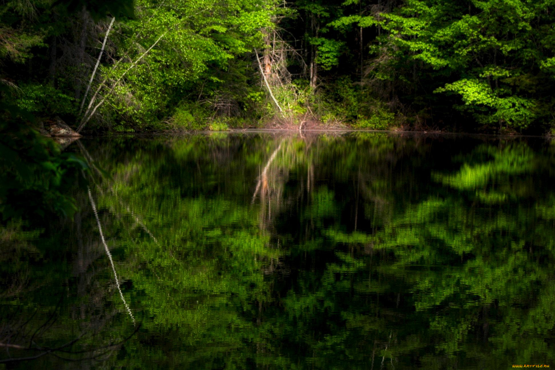 природа, реки, озера, лес, река