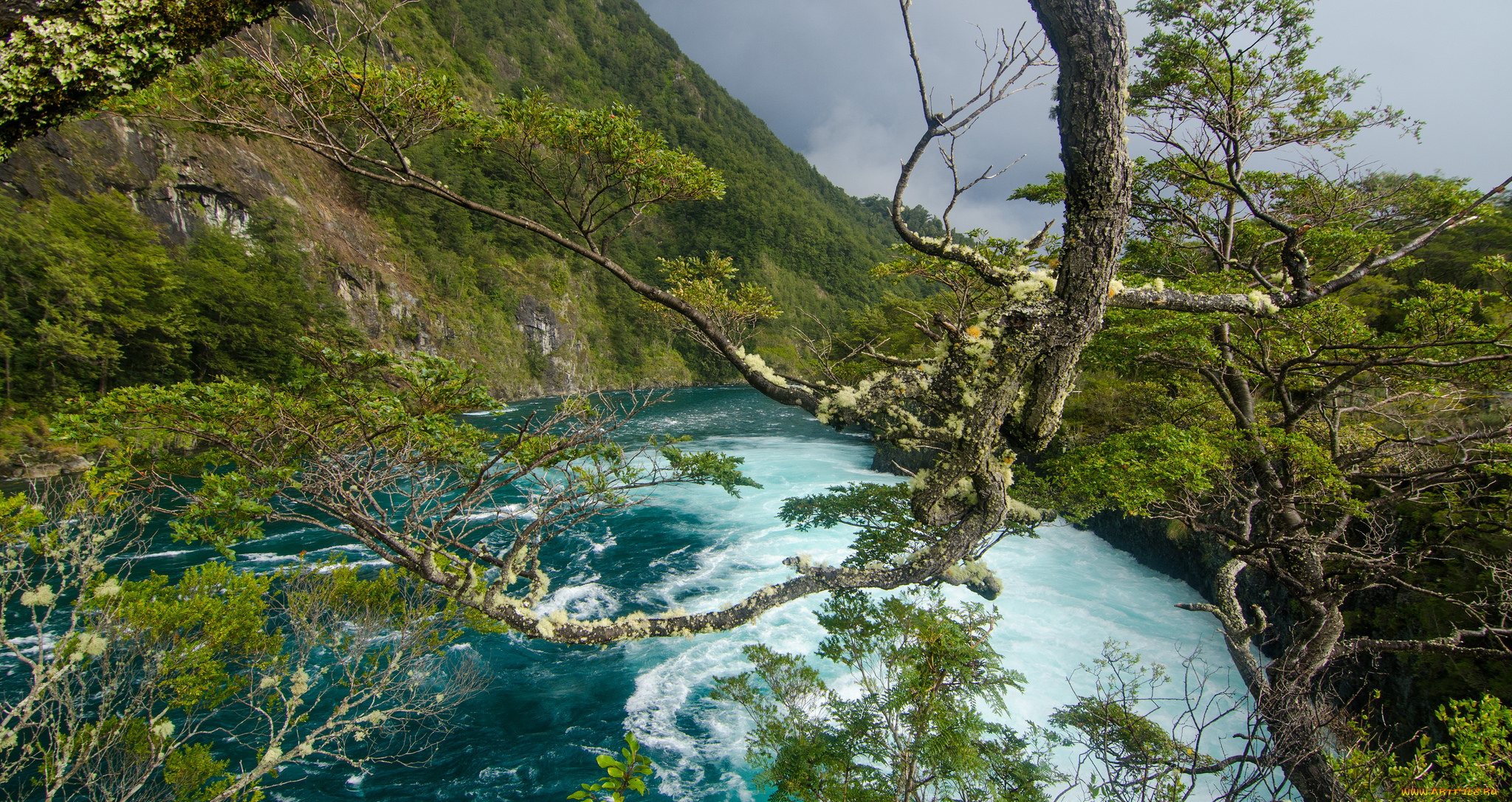 природа, реки, озера, река, лес