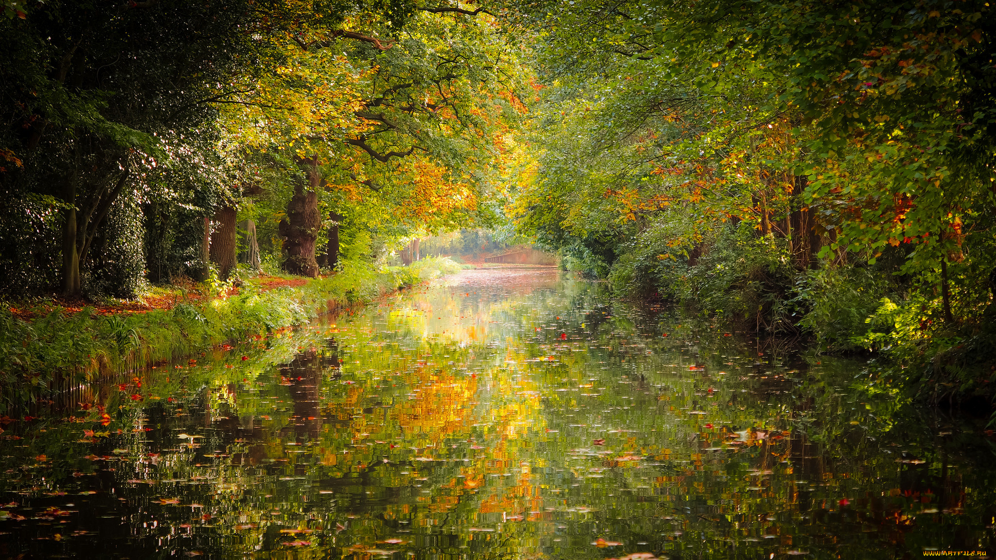 природа, реки, озера, лес, река