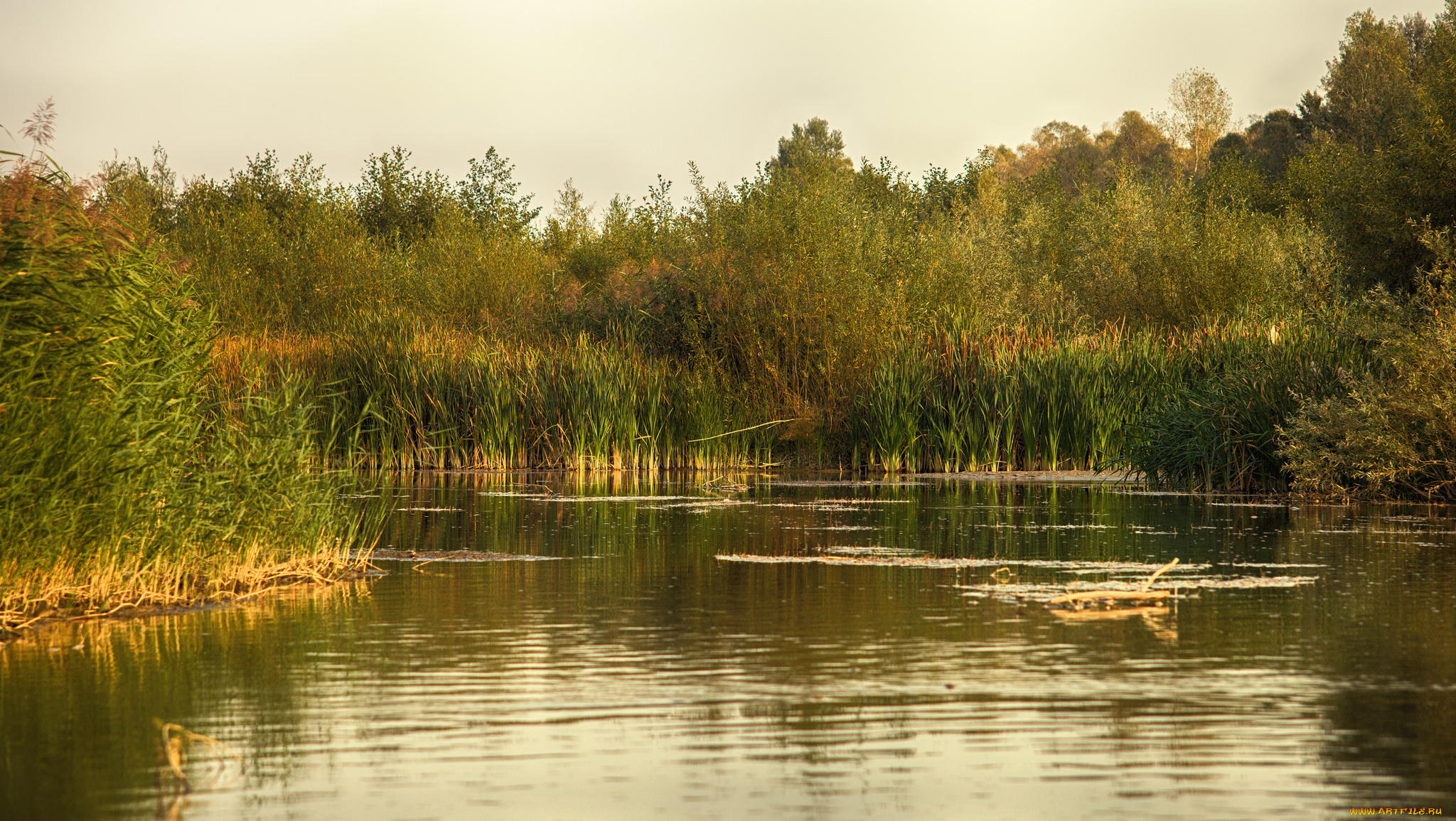 природа, реки, озера, река, лес