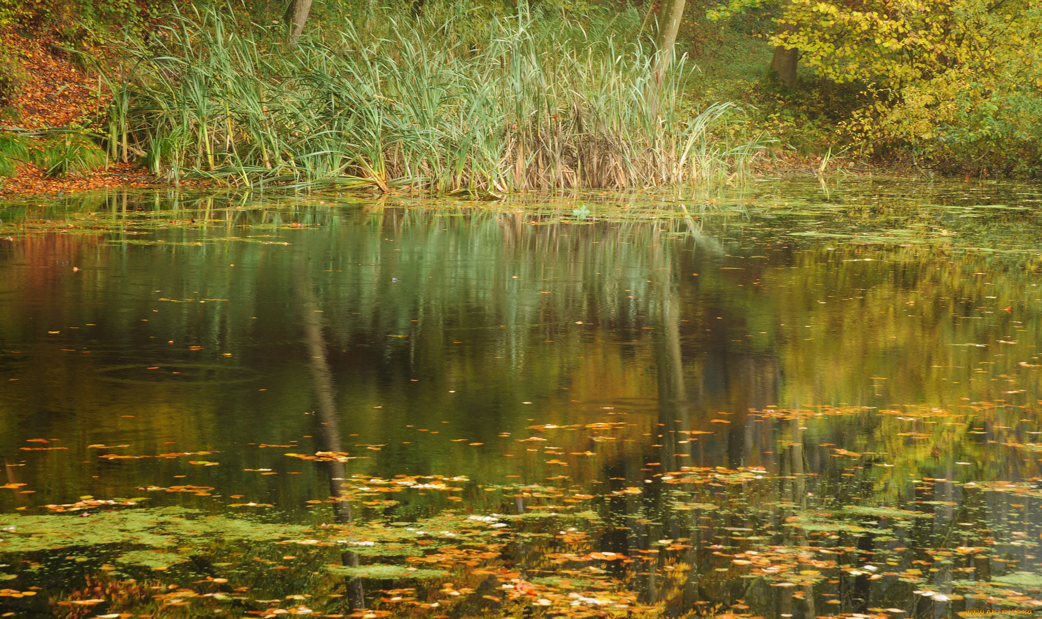 природа, реки, озера, река, лес