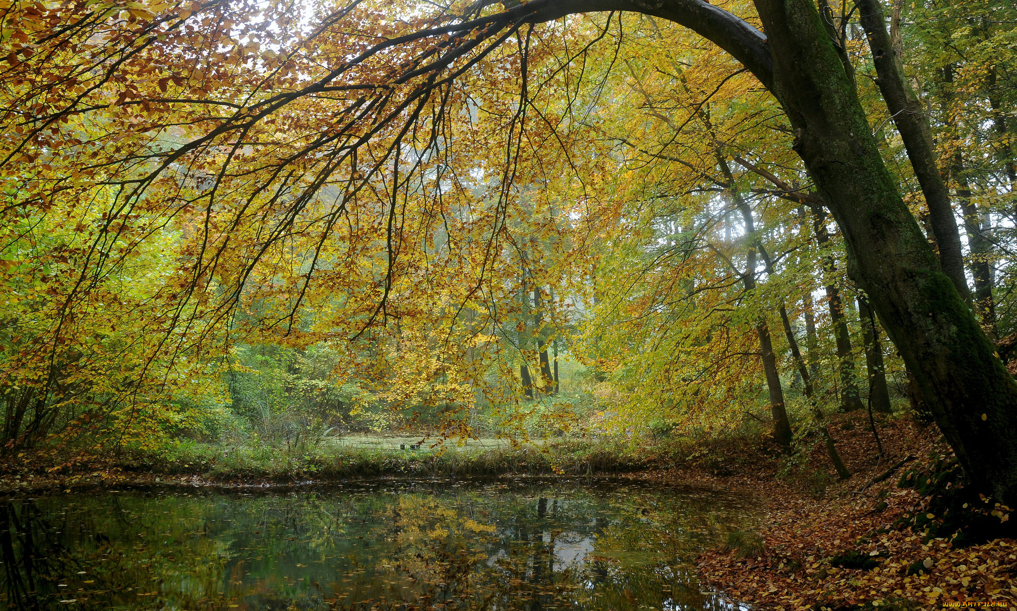 природа, реки, озера, река, лес