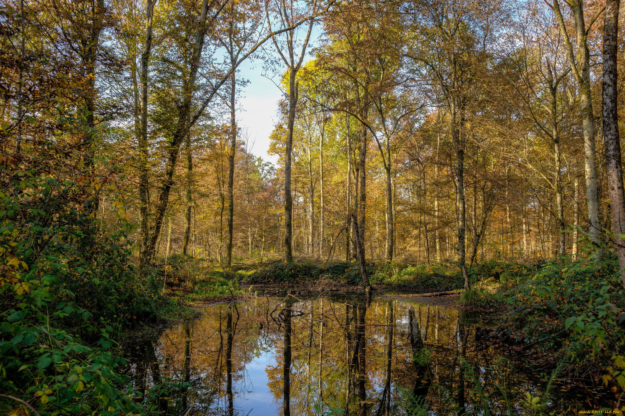 природа, реки, озера, река, лес