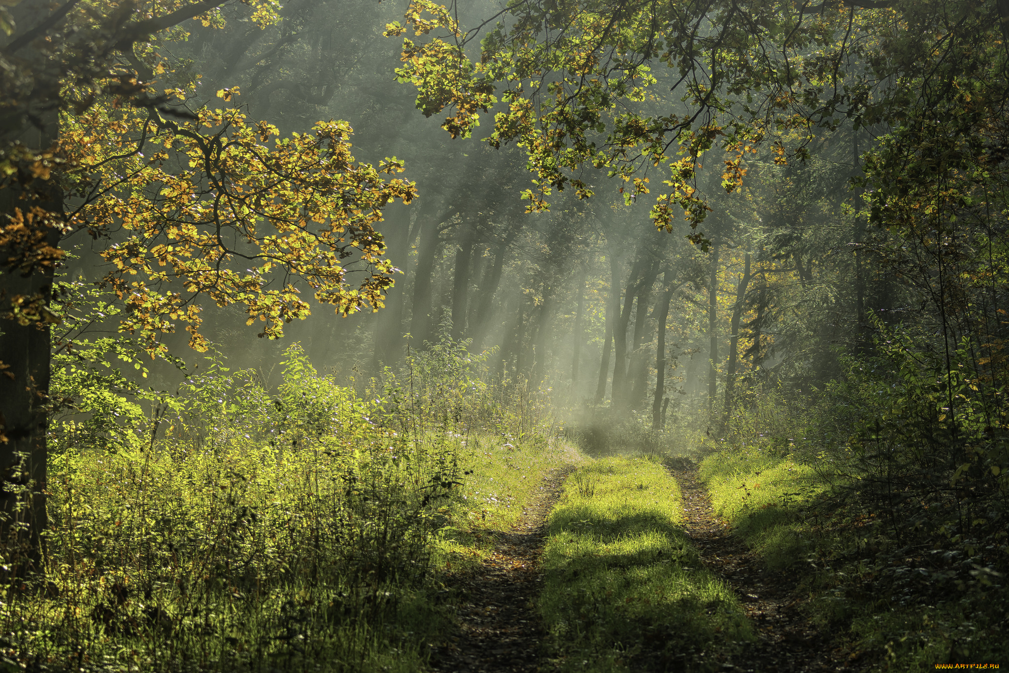 природа, дороги, тракт