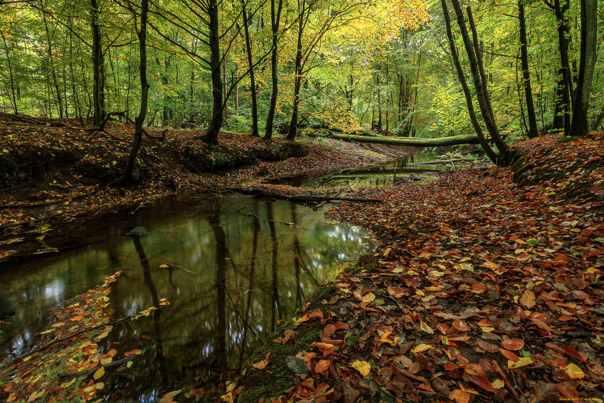 природа, реки, озера, река, лес