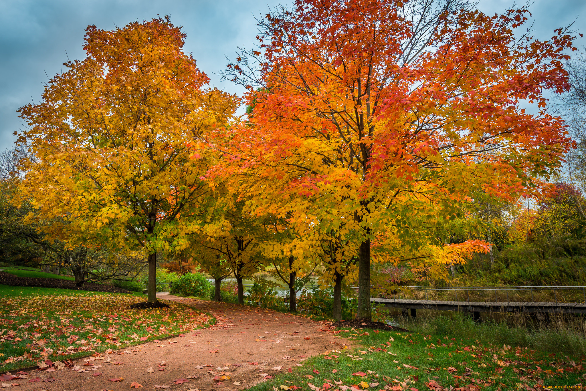 природа, деревья, осень, клен