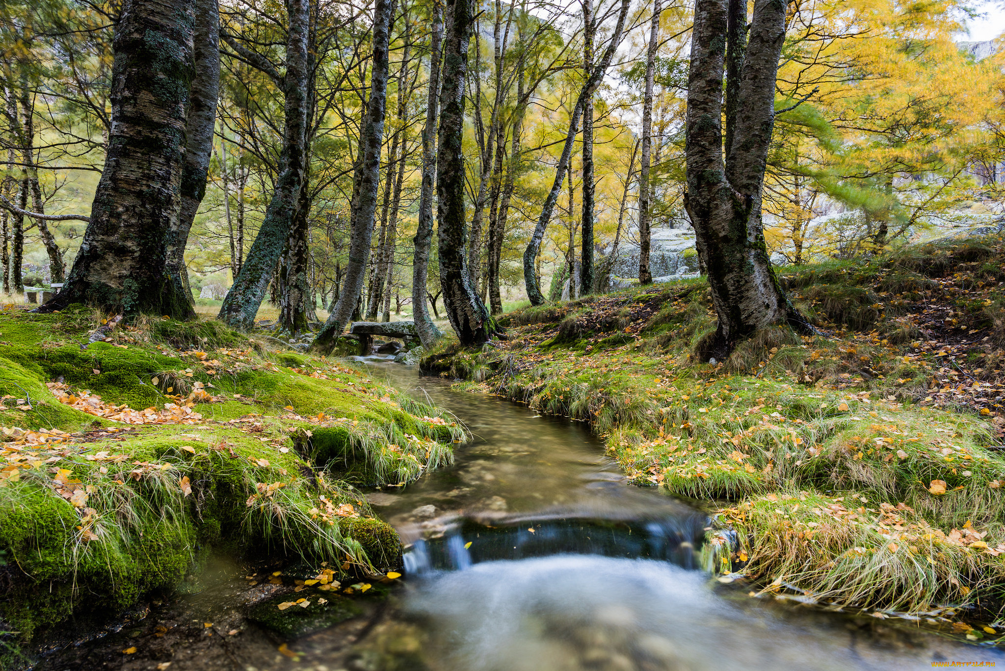 природа, реки, озера, лес, река