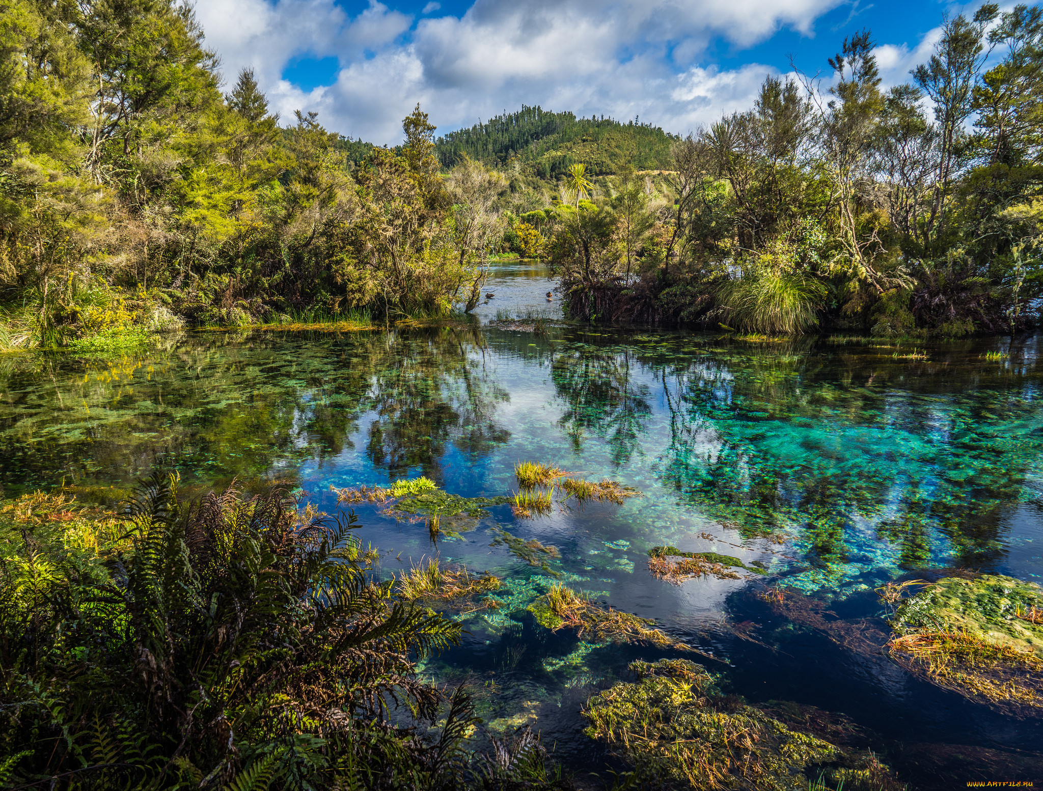 природа, реки, озера, река, лес