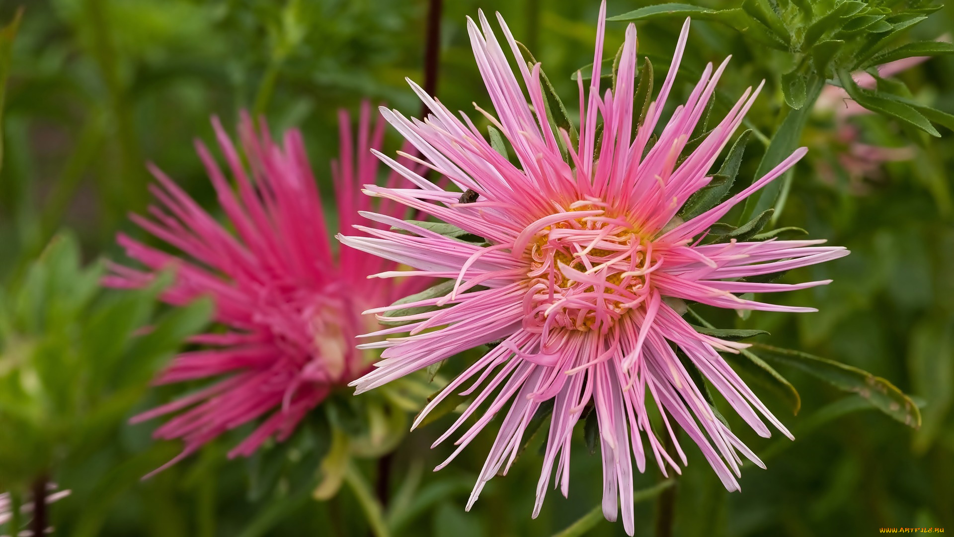 цветы, астры, розовый