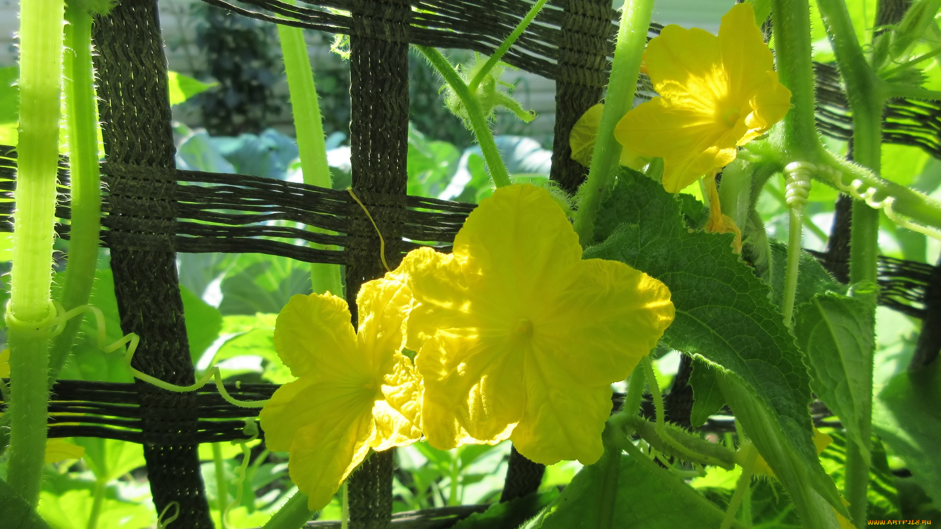 цветы, цветущие, овощи, , ягоды, огурцы