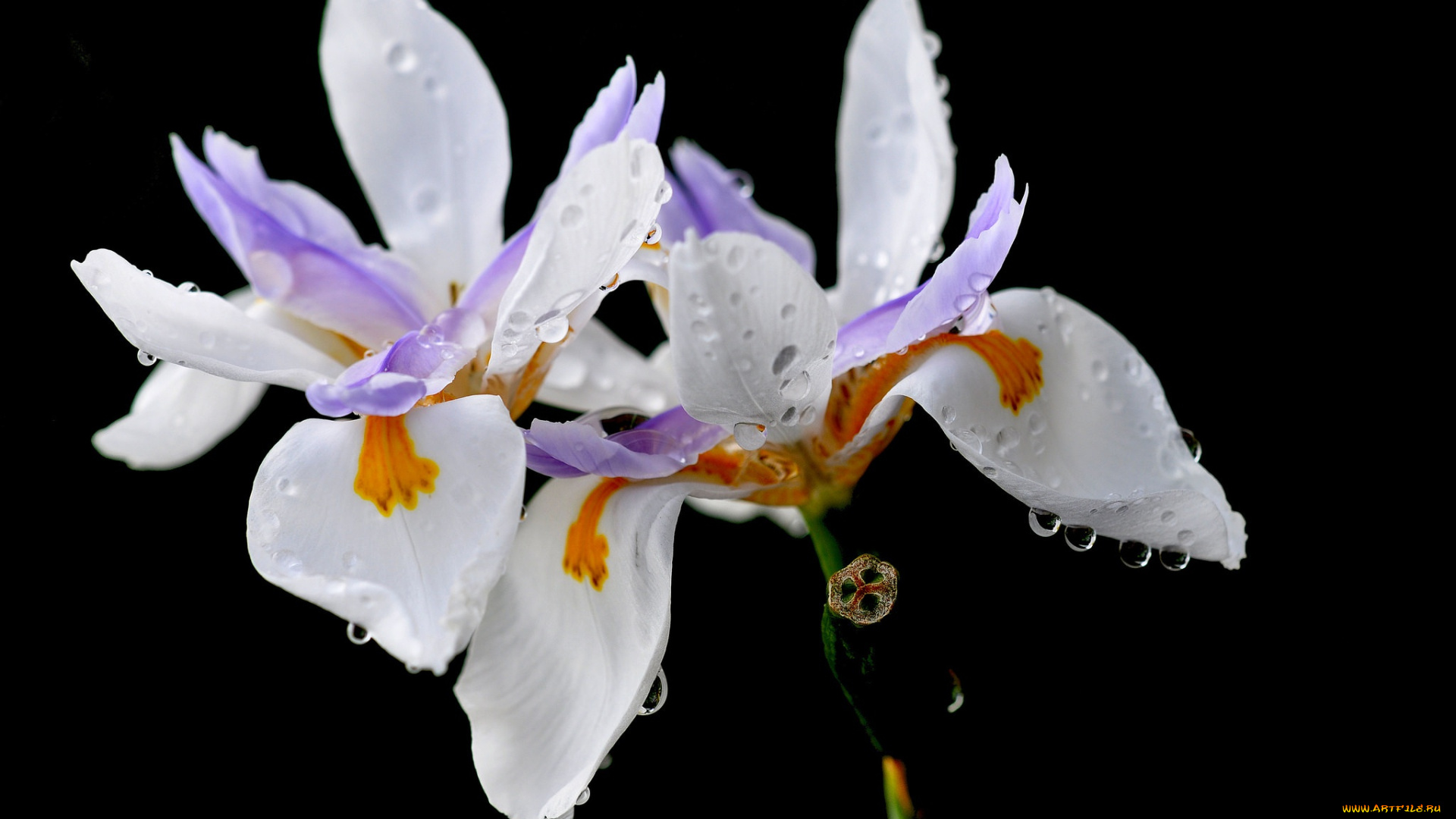 цветы, ирисы, ирис, капли, лепестки, роса