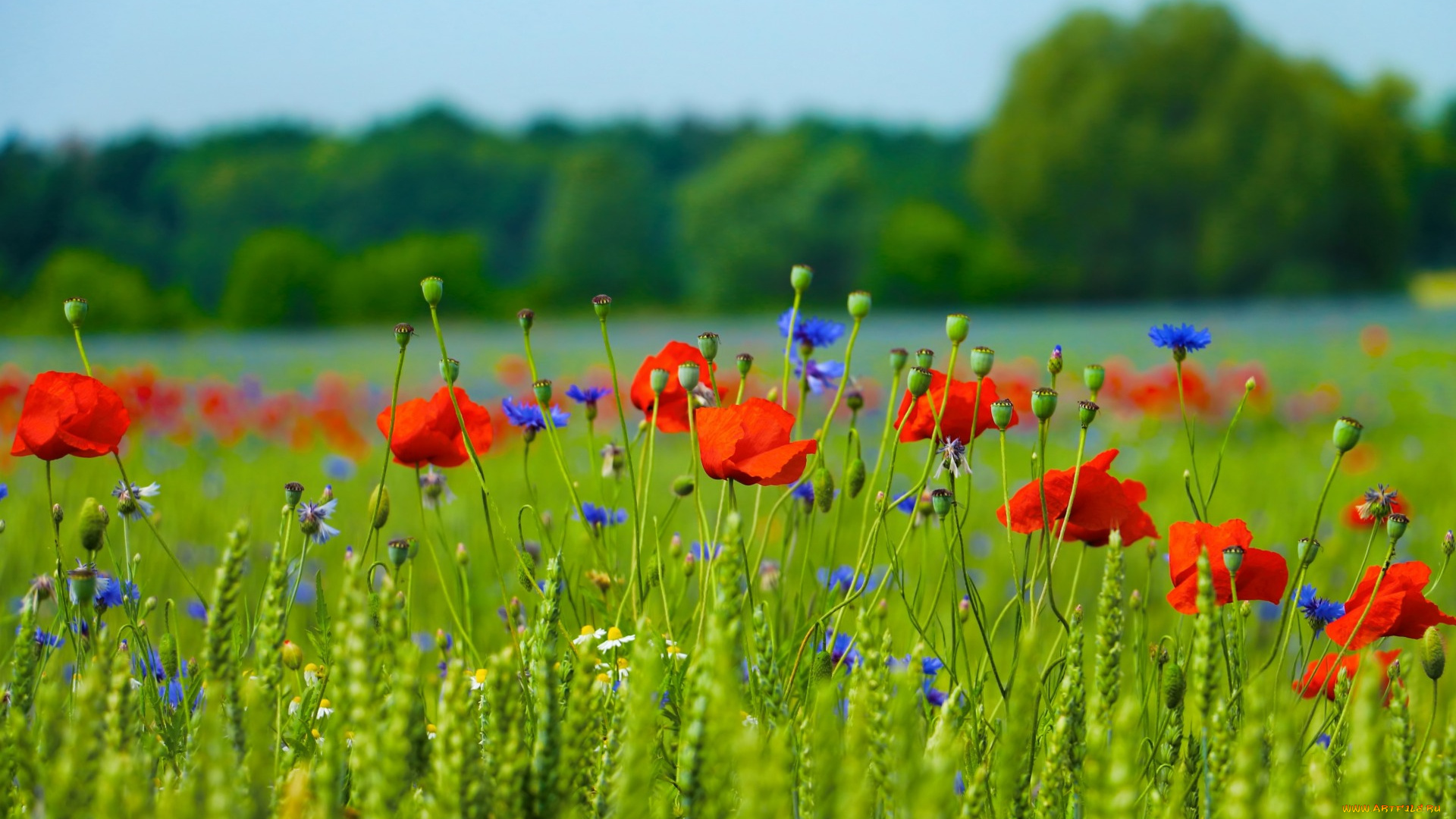 цветы, луговые, , полевые, , цветы, лепестки, луг, поле, природа, маки