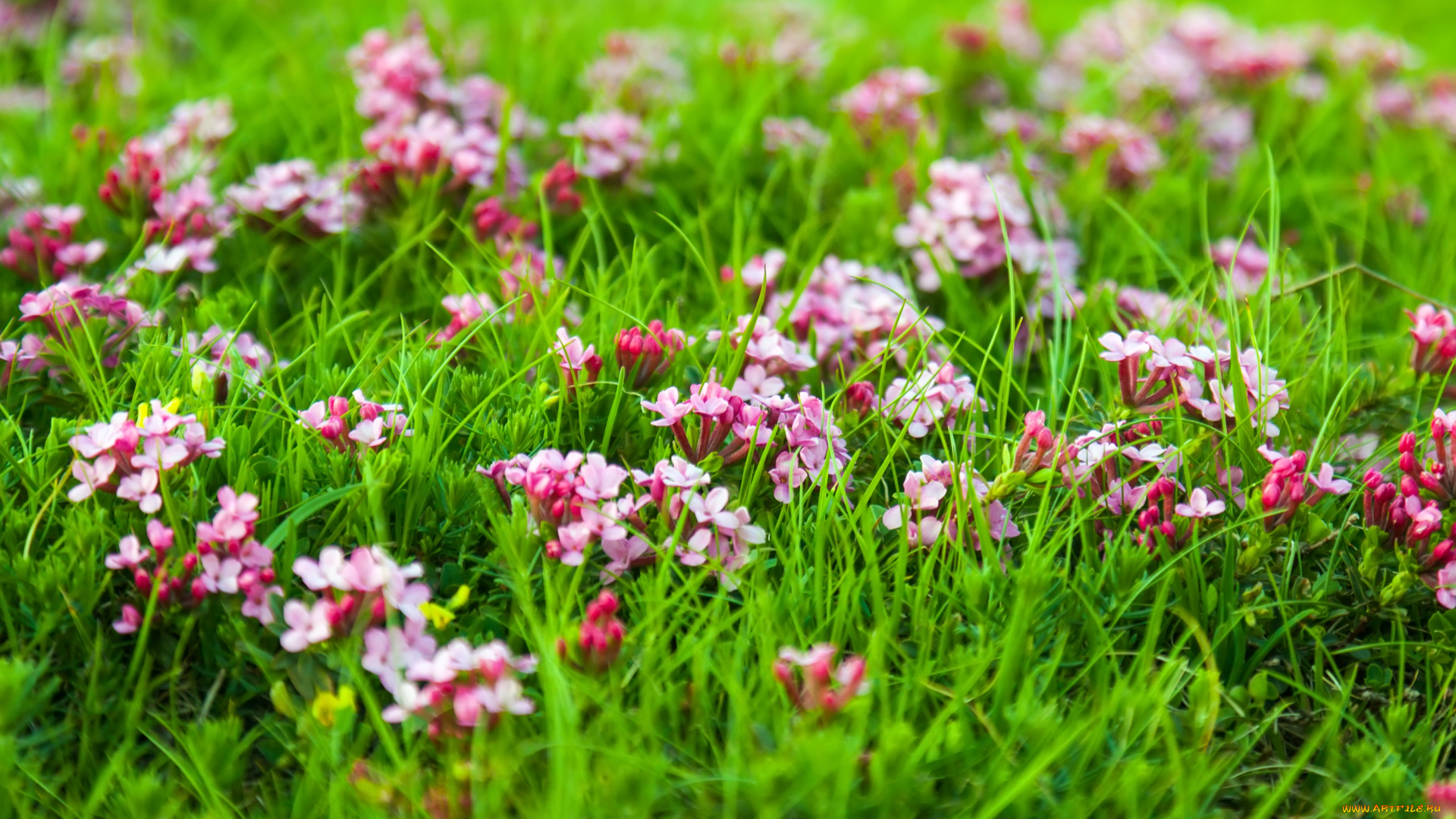 цветы, луговые, , полевые, , цветы, трава, луг, природа