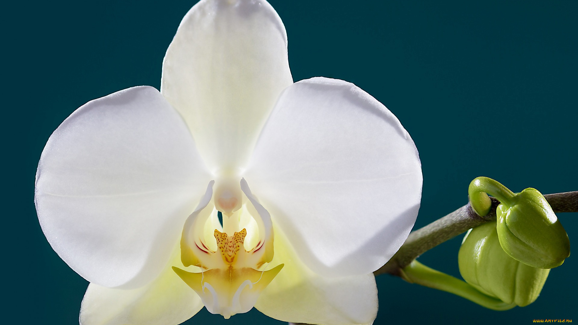 цветы, орхидеи, орхидея, цветок, лепестки