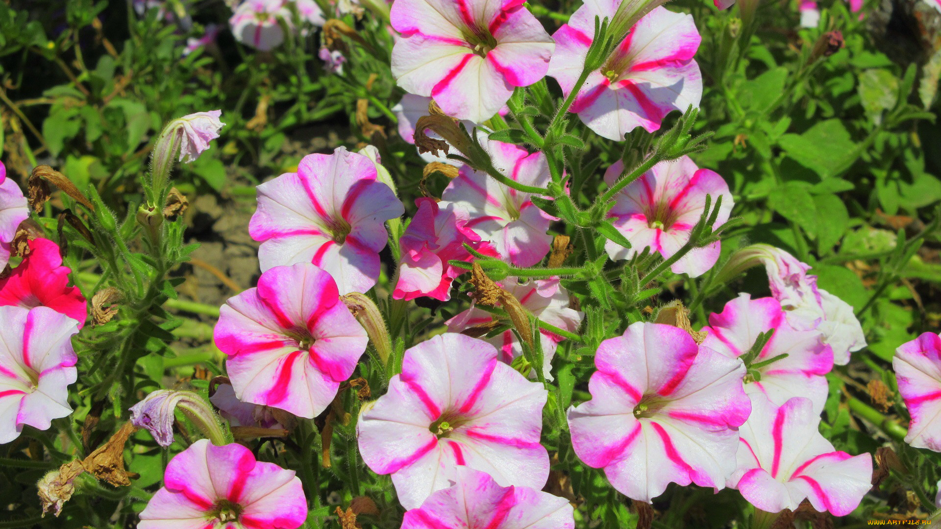 цветы, петунии, , калибрахоа