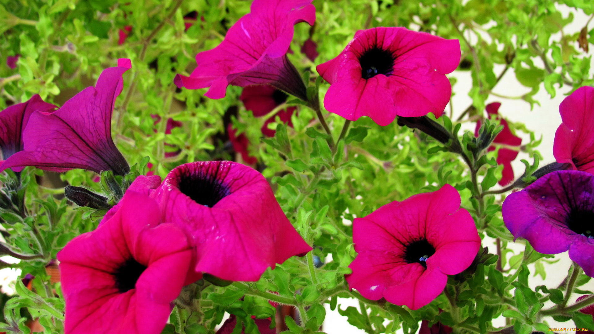 цветы, петунии, , калибрахоа, розовый