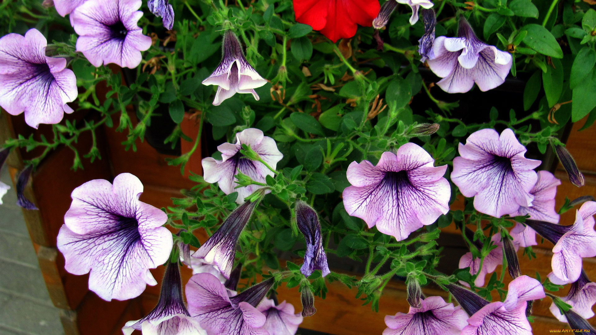 цветы, петунии, , калибрахоа, сурфиния