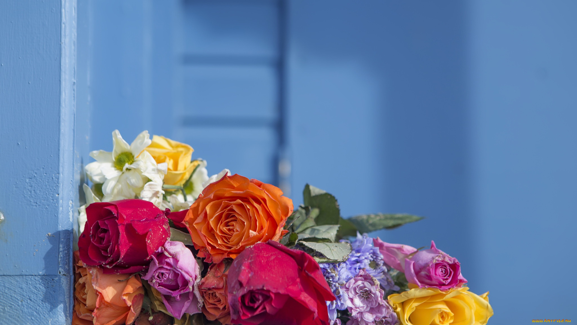 цветы, разные, вместе, фон, цвет