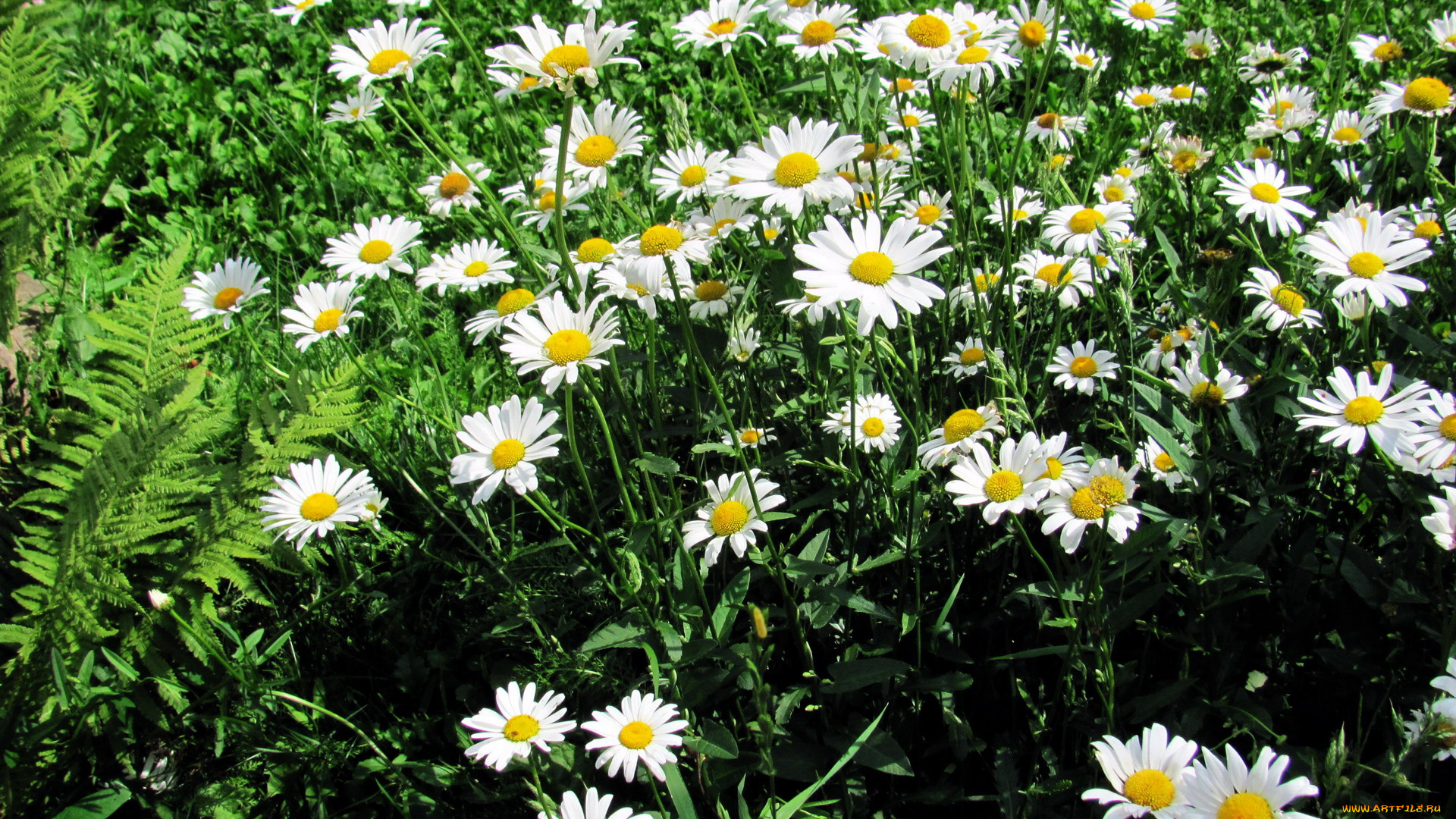 цветы, ромашки, белый