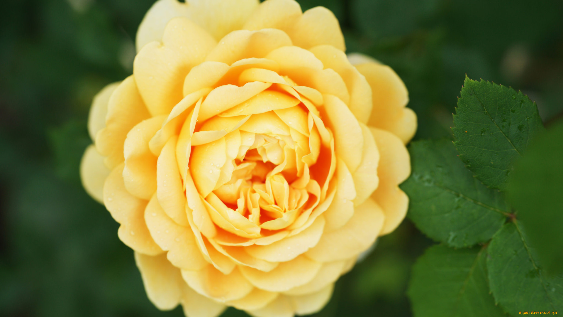 цветы, розы, листья, лепестки, бутон, роза, blossoms, leaves, petals, bud, rose, цветение