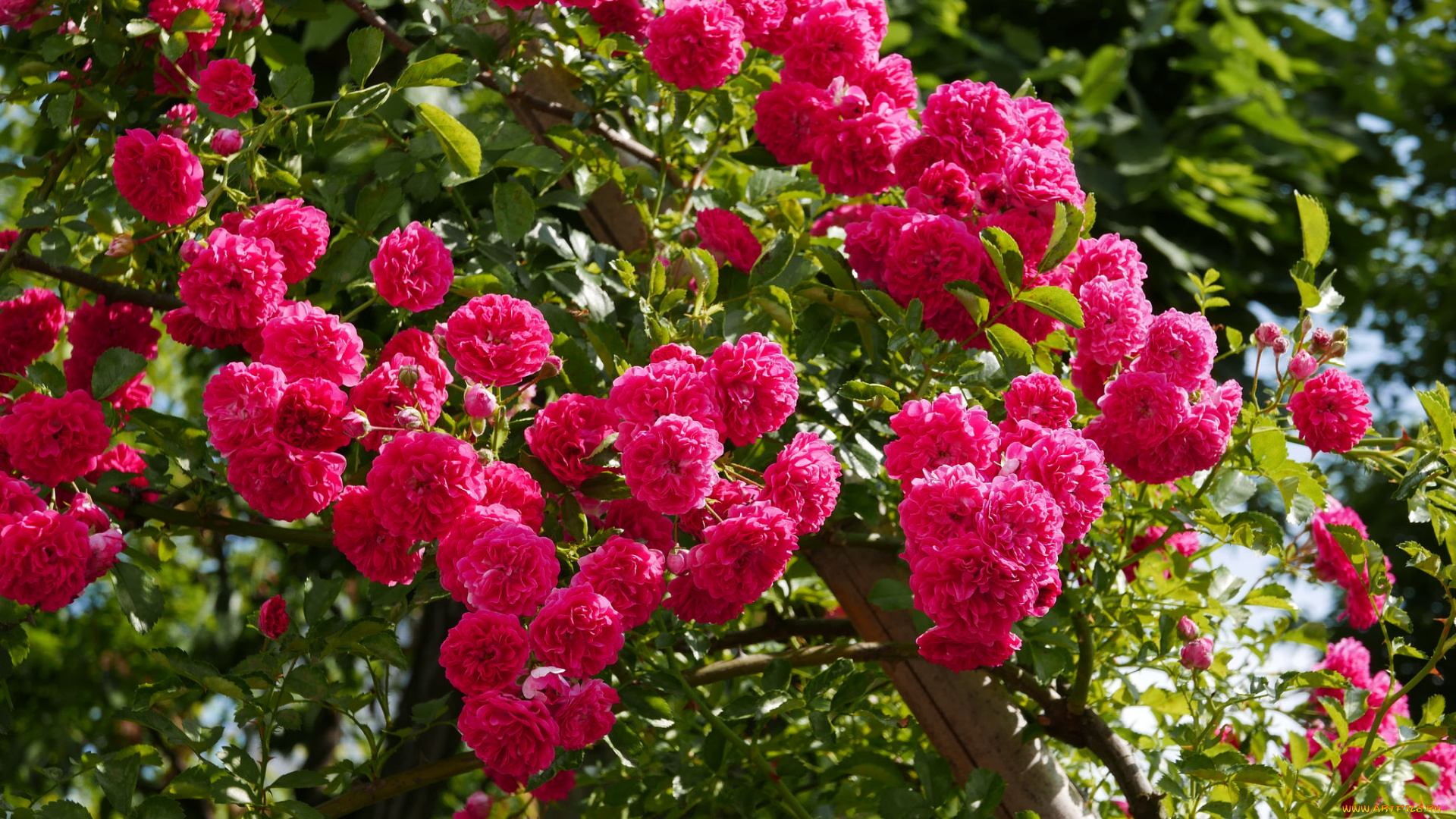 цветы, розы, petals, bud, rose, цветение, листья, лепестки, бутон, роза, blossoms, leaves