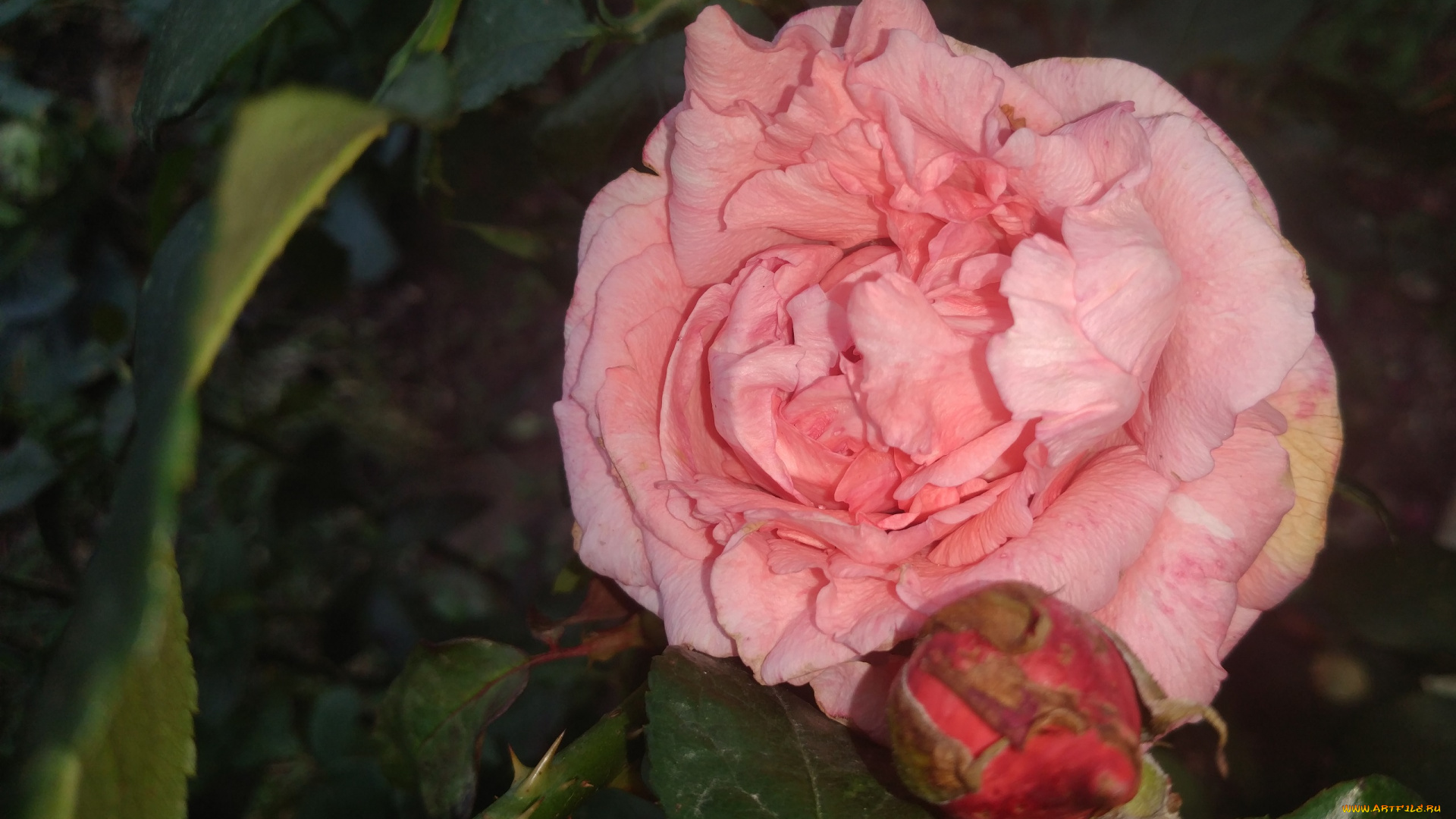 цветы, розы, роза