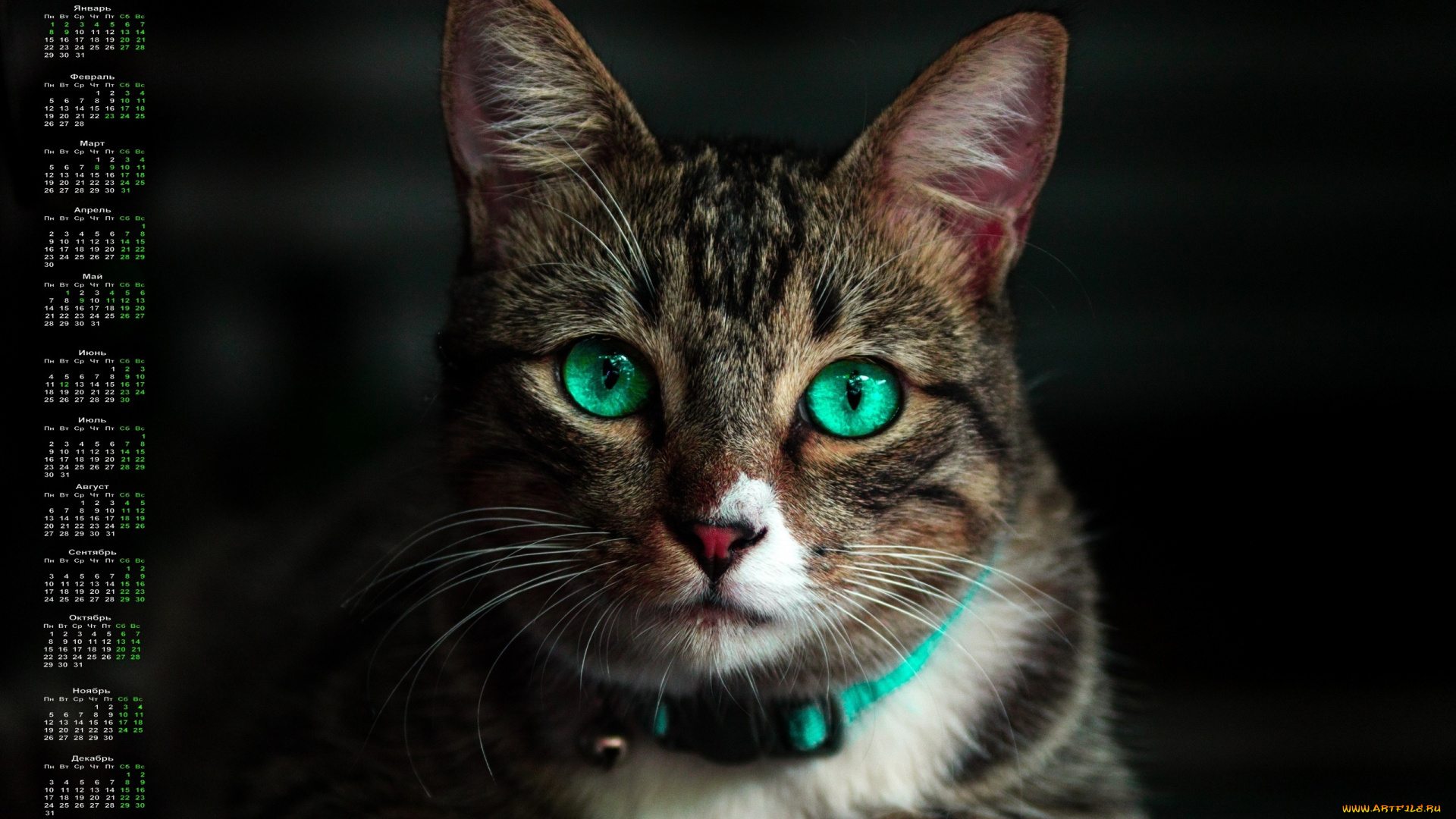 календари, животные, взгляд, кошка, 2018, черный, фон