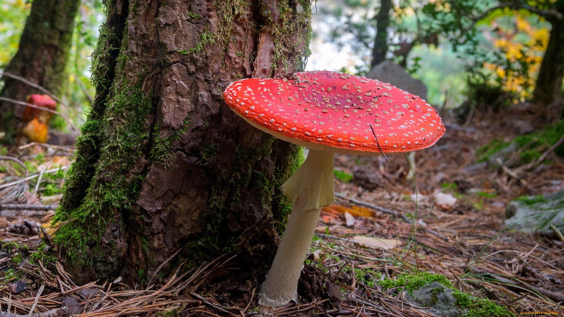 природа, грибы, , мухомор, лес