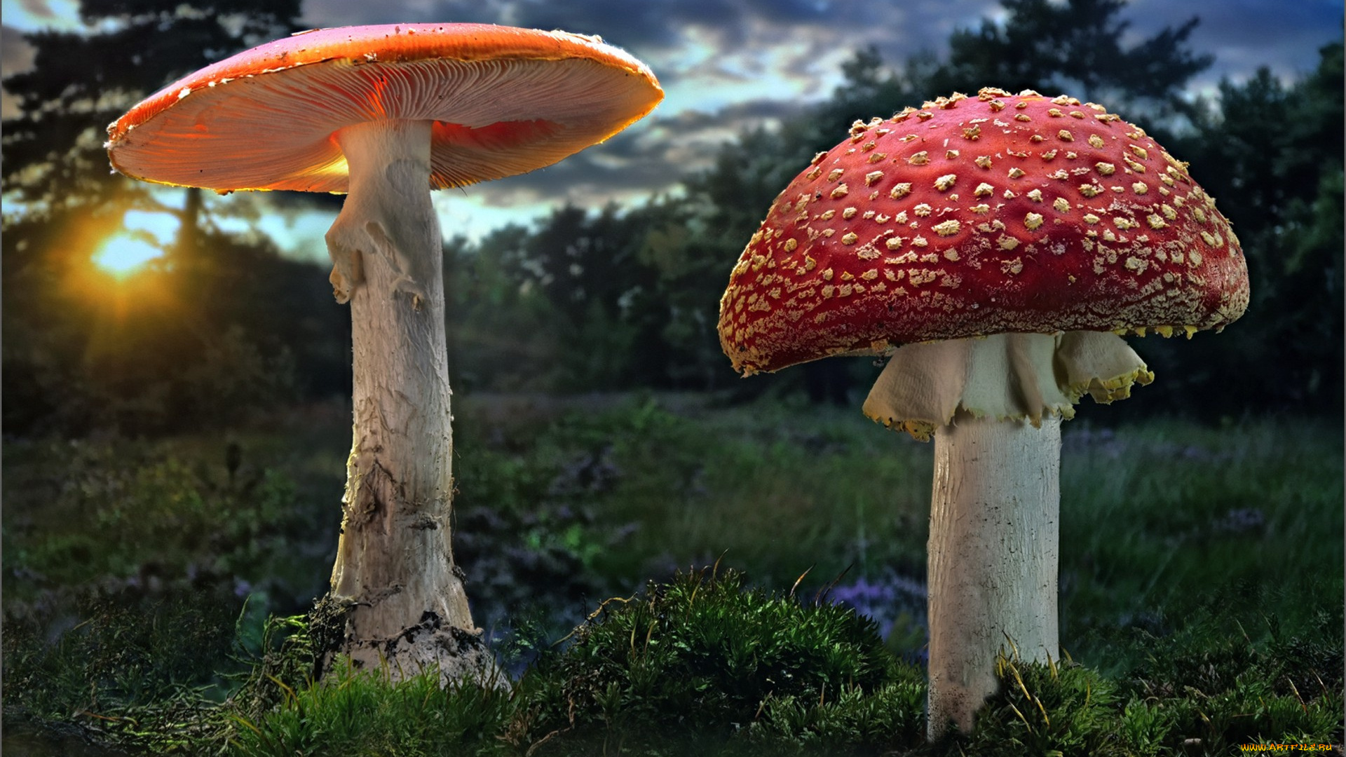 природа, грибы, , мухомор, лес