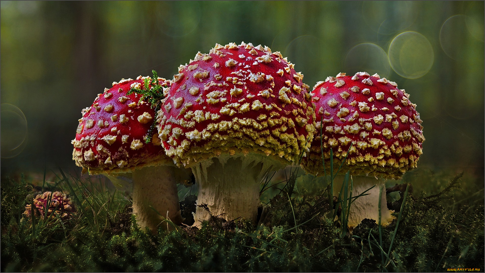 природа, грибы, , мухомор, лес