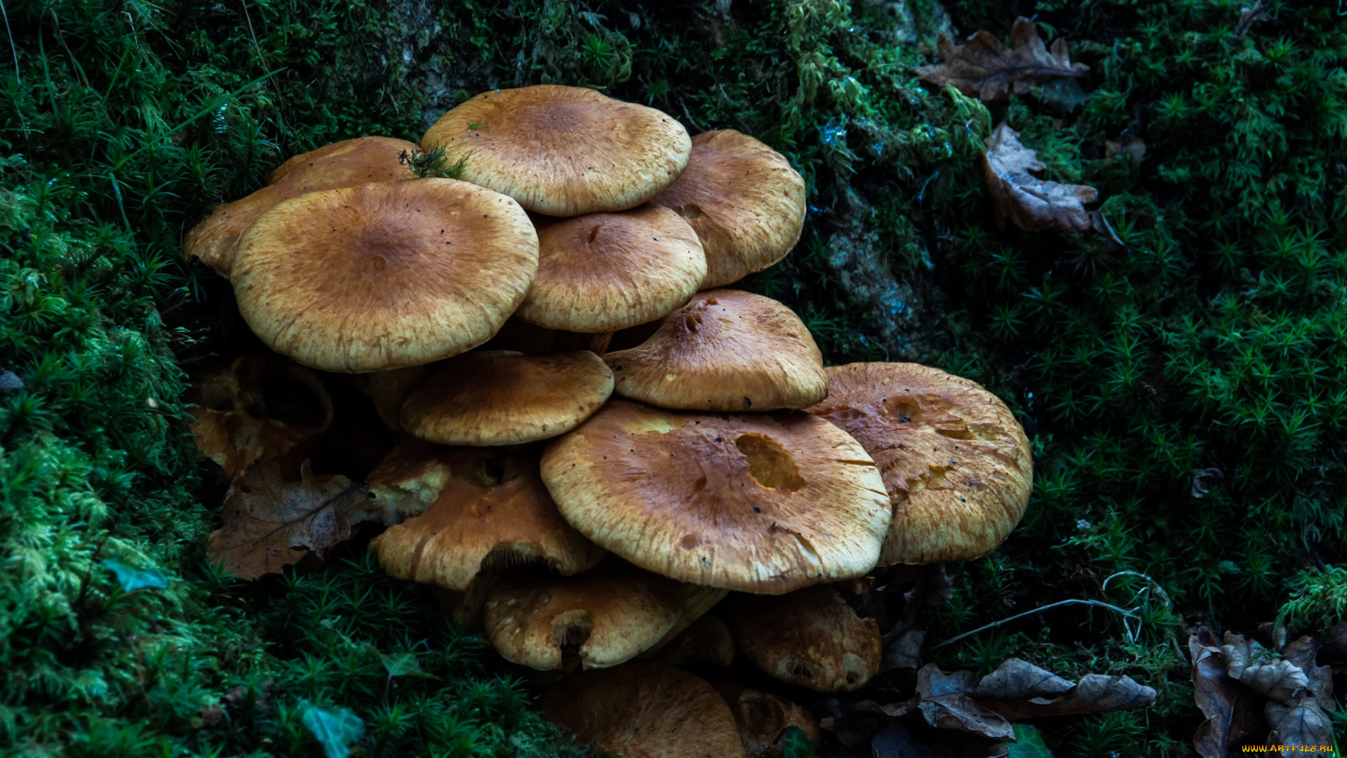 природа, грибы, лес