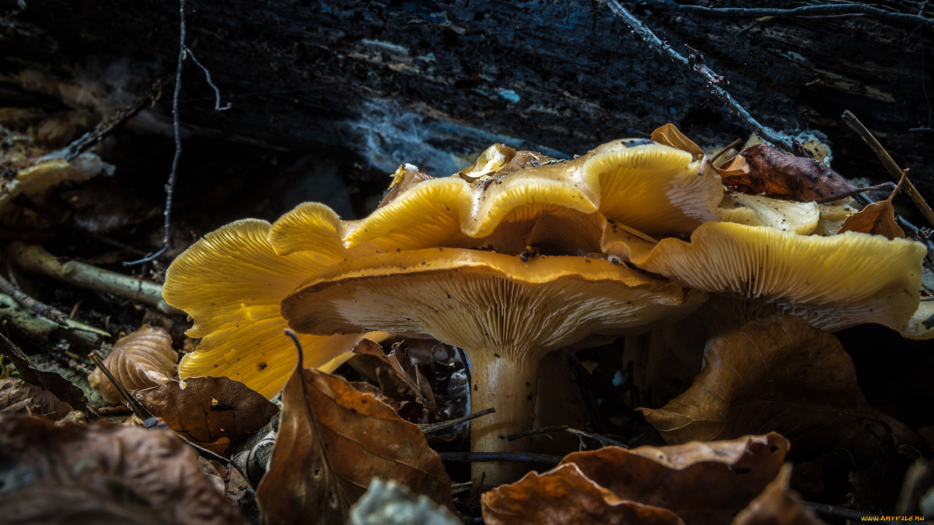 природа, грибы, лес