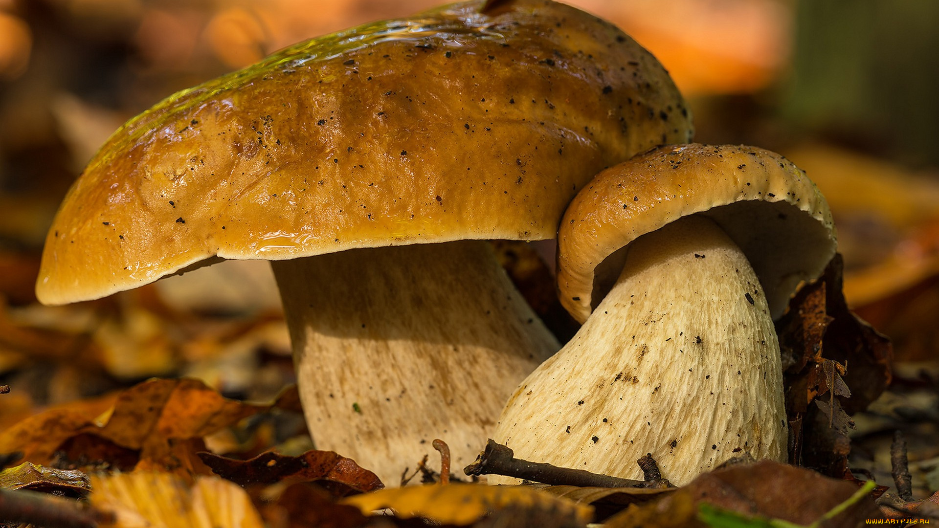 природа, грибы, лес