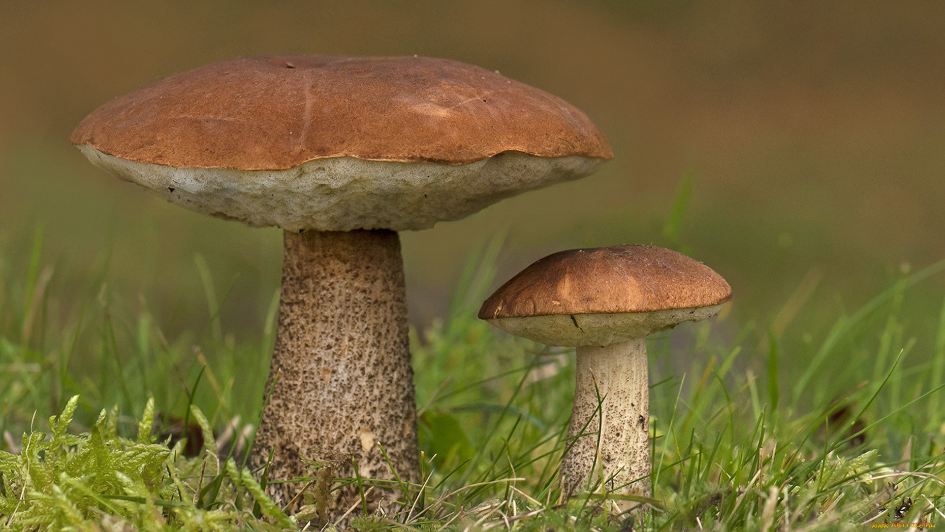 природа, грибы, лес