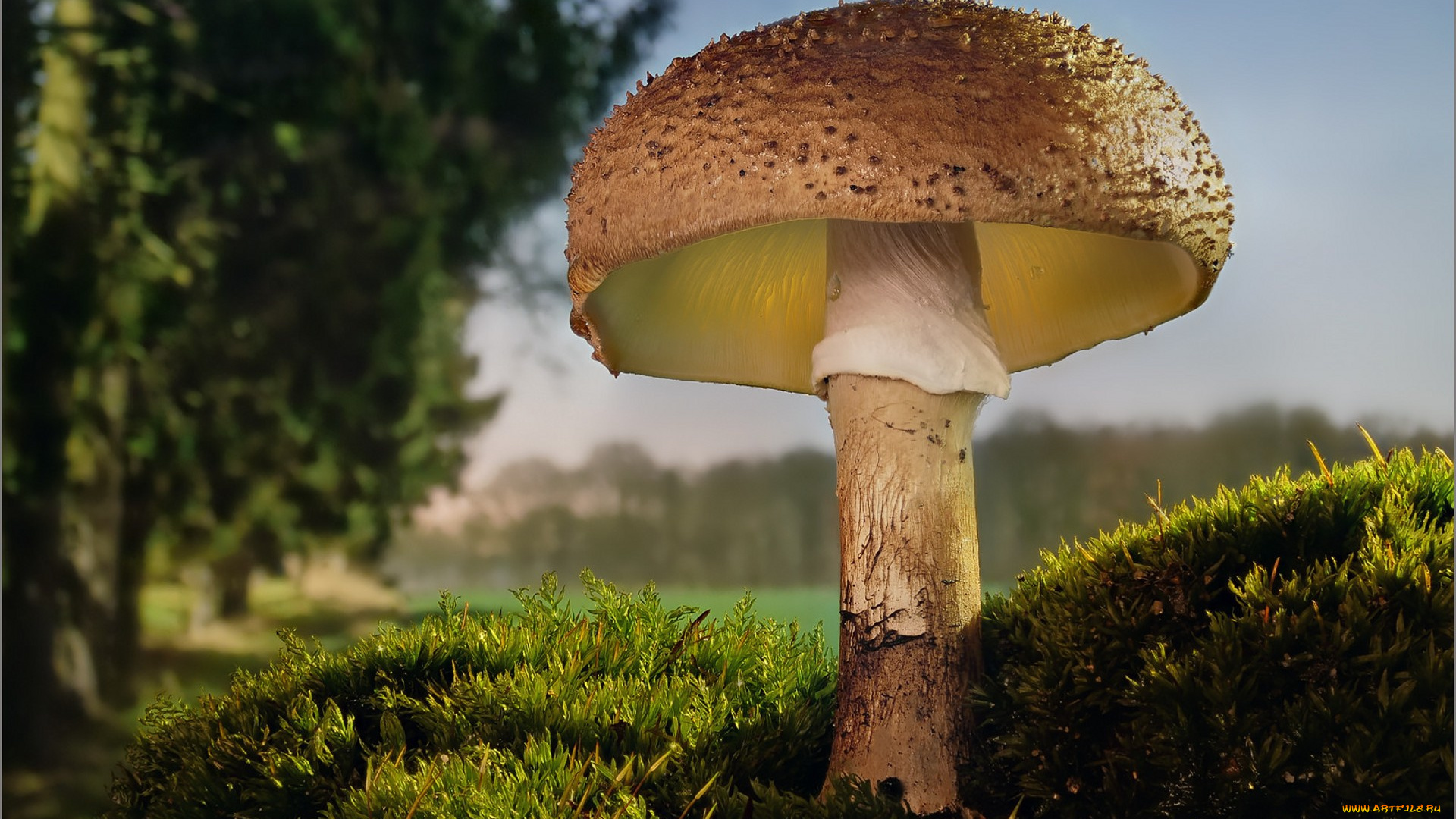 природа, грибы, лес