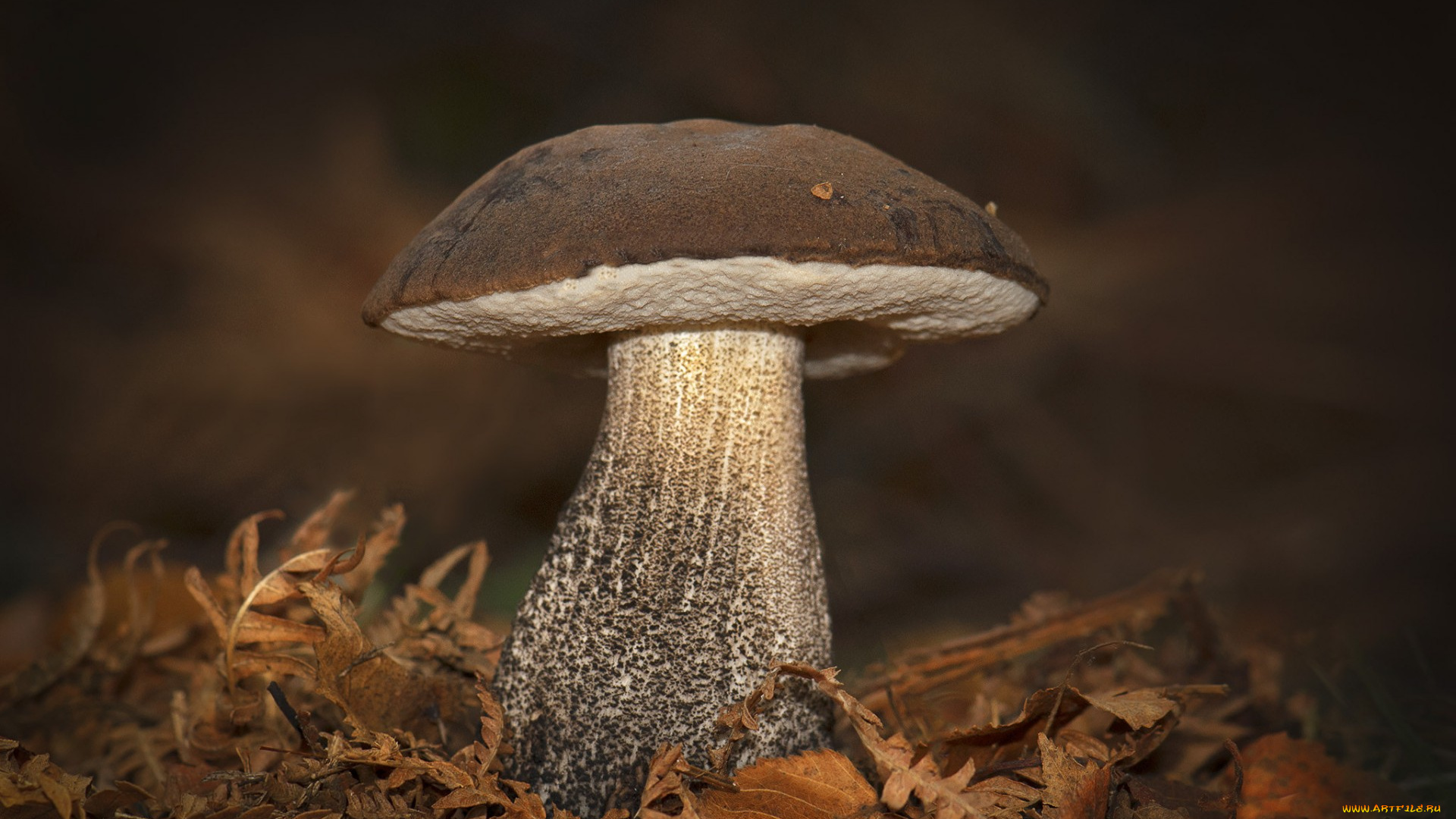 природа, грибы, лес