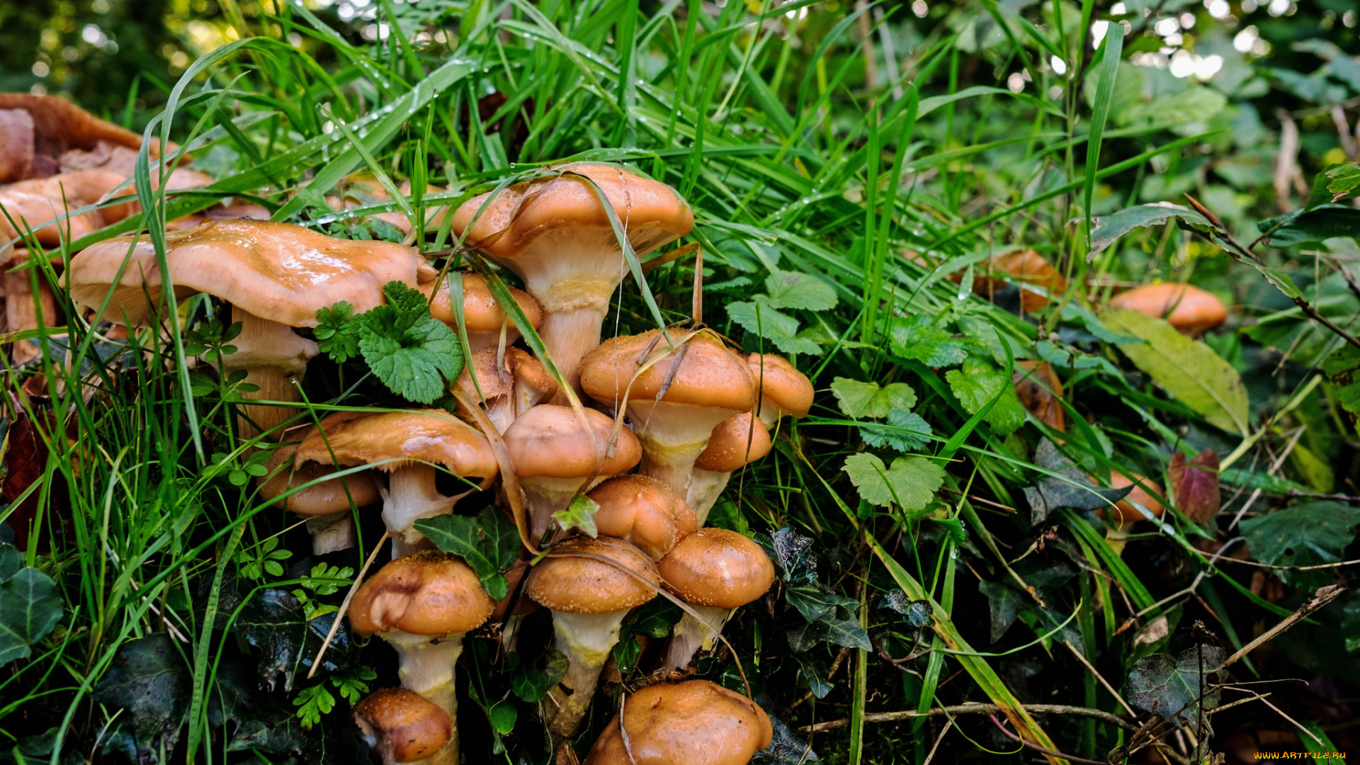 природа, грибы, лес
