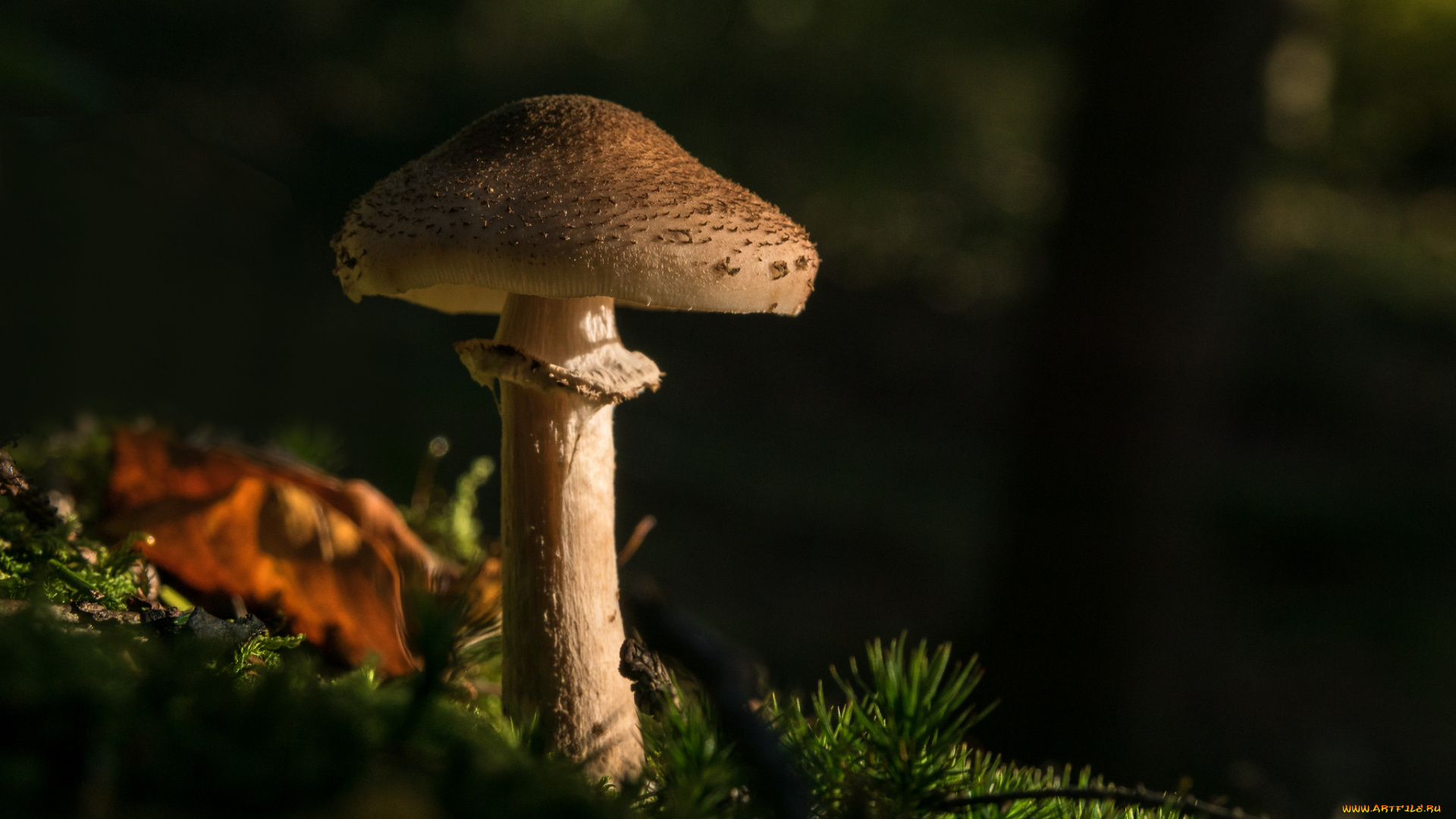 природа, грибы, лес