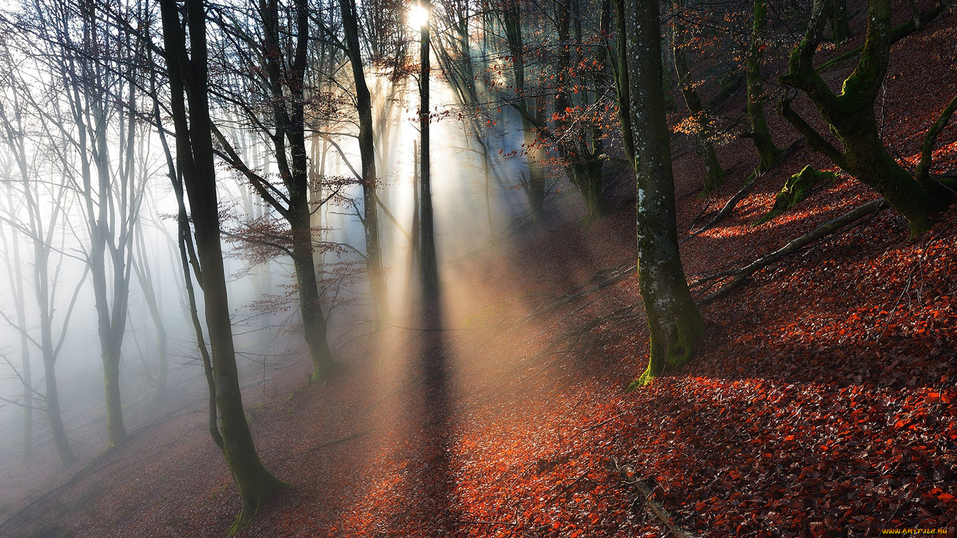 природа, лес, простор