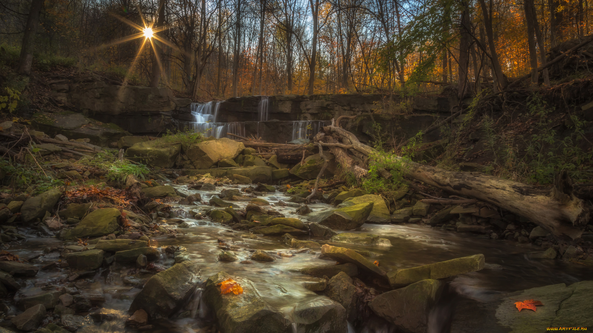 природа, лес, простор