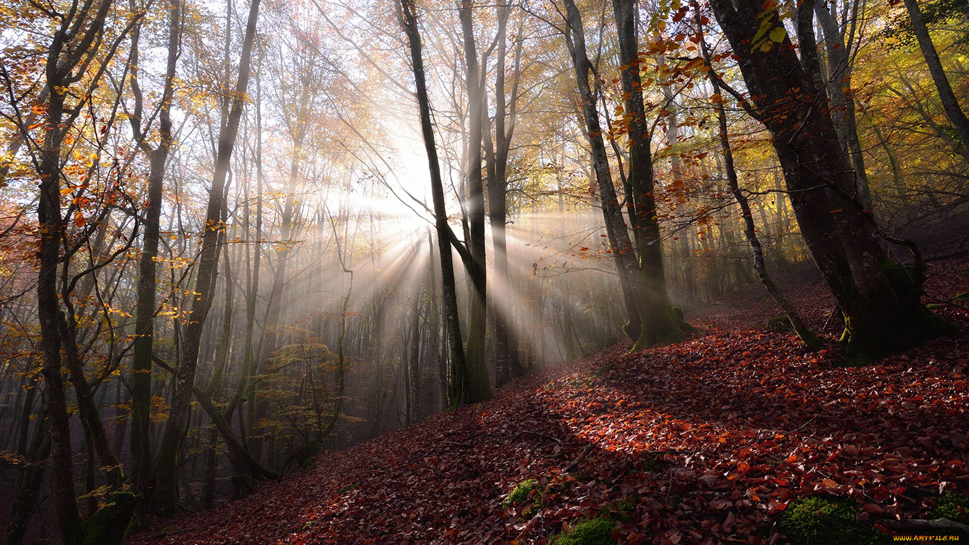 природа, лес, простор