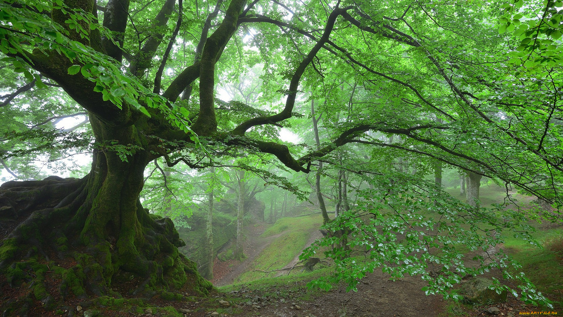 природа, лес, простор