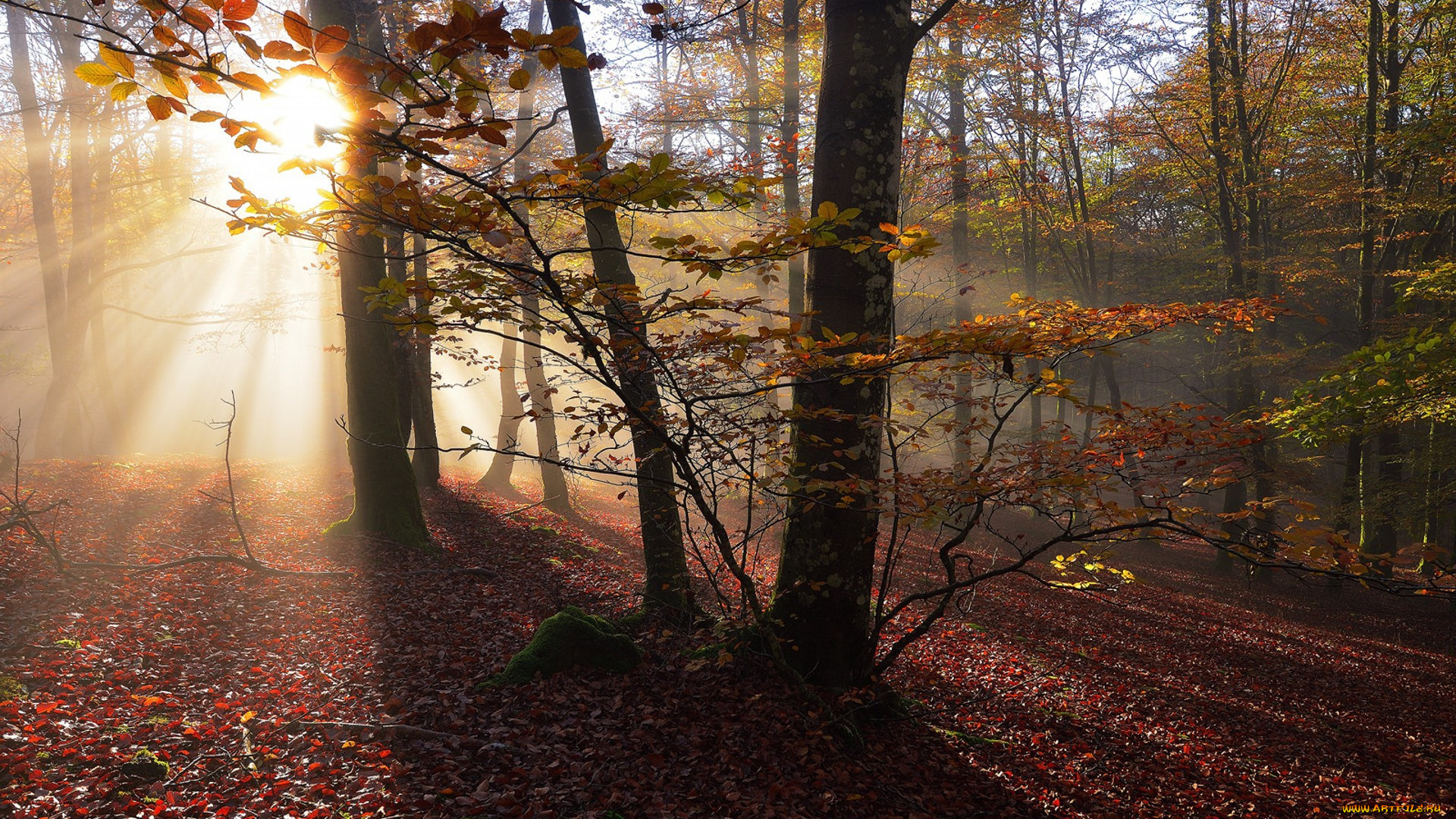 природа, лес, простор